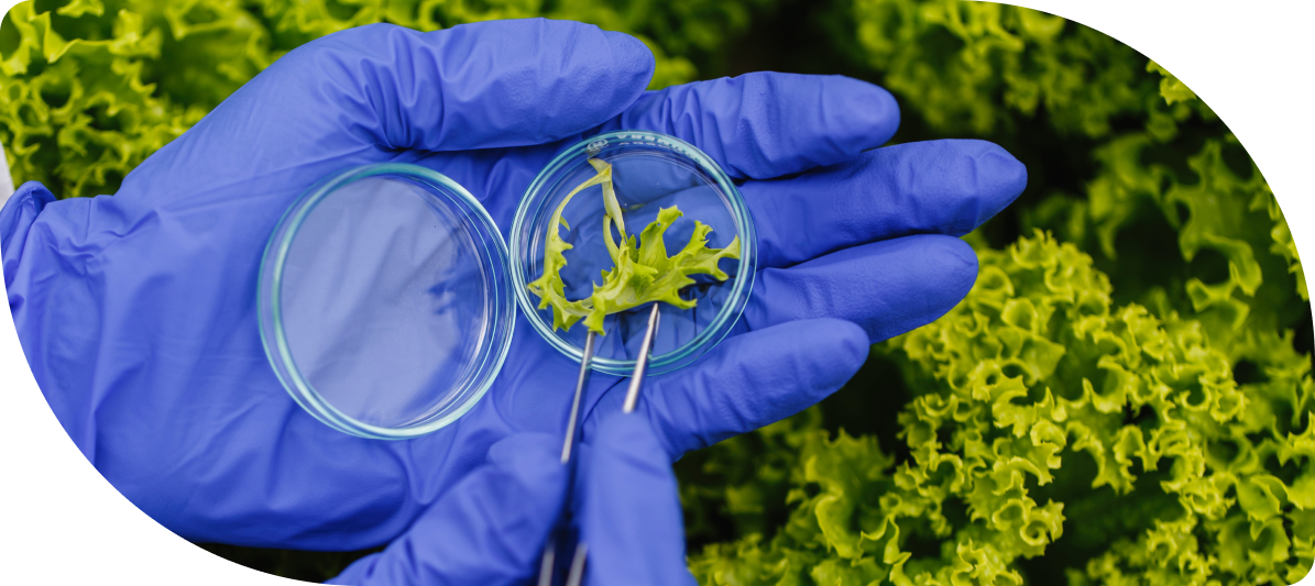 researcher-takes-probe-green-plant-puts-it-petri-dish